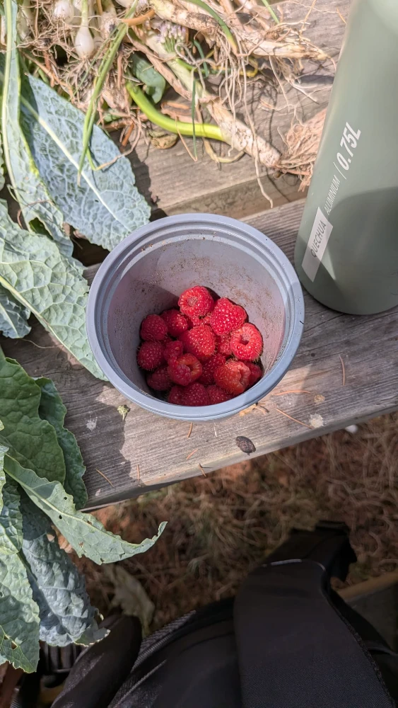 Raspberries 